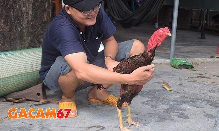 Các bước phục hòi gà sau khi đá chuẩn nhất