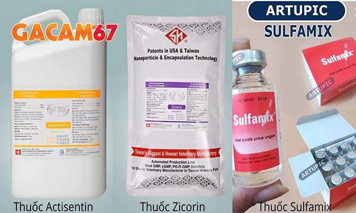 Các cách chữa bệnh thương hàn ở gà đá hiệu quả