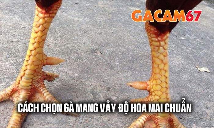 Cách chọn gà sở hữu vảy Độ Hoa Mai chuẩn nhất