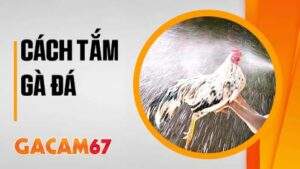 Cách tắm gà đá chuẩn