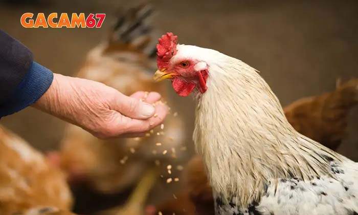 Dấu hiệu nhận biết bênh giun đũa ở gà đá