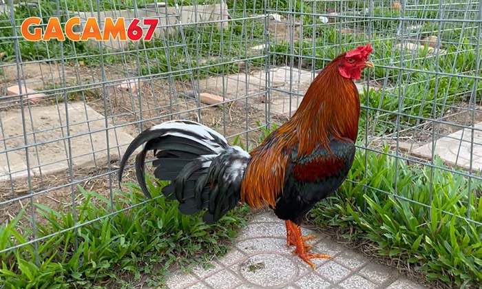 Những cách tắm gà đá đơn giản và hiểu quả nhất