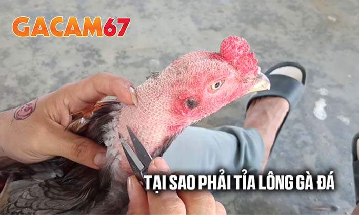 Tại sao phải tỉa lông gà đá