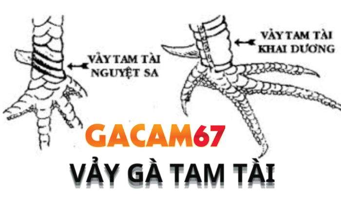 Các loại vảy Tam Tài
