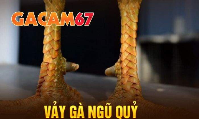 Giới thiệu về Vảy Ngũ Quý