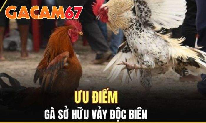Ưu điểm của gà mang vảy Độc Biên