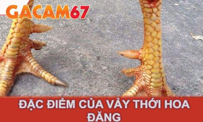 Ưu điểm của gà sở hữu vảy Thới Hoa Đăng