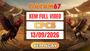 Xem Lại Video Đá Gà CPC5 Ngày 13/09/2026 Trên GACAM67