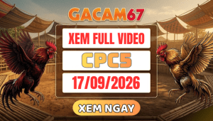 Xem Lại Video Đá Gà CPC5 Ngày 17/09/2026 Trên GACAM67