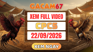 Xem Lại Video Đá Gà CPC5 Ngày 22/09/2026 Trên GACAM67