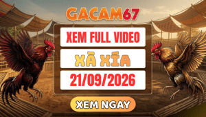 Xem Lại Video Đá Gà Xà Xía Ngày 21/09/2026 Trên GACAM67